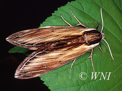 Laurel Sphinx (Sphinx kalmiae)